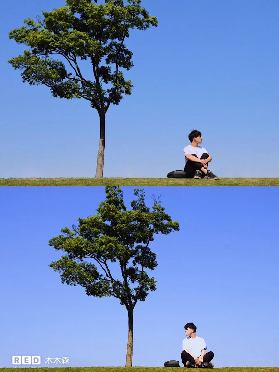 我辰这棵“孤独”的树火了！