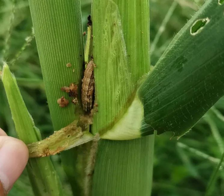 草地贪夜蛾预测及防控技术,草地贪夜蛾爆发期