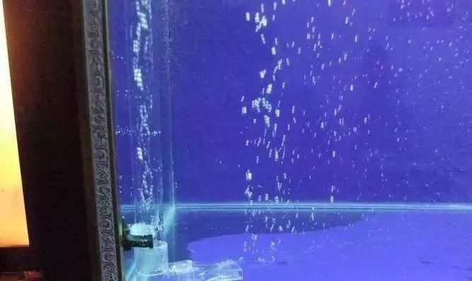 1.5米生态缸的用料及造景,1.2米的缸适合做什么缸