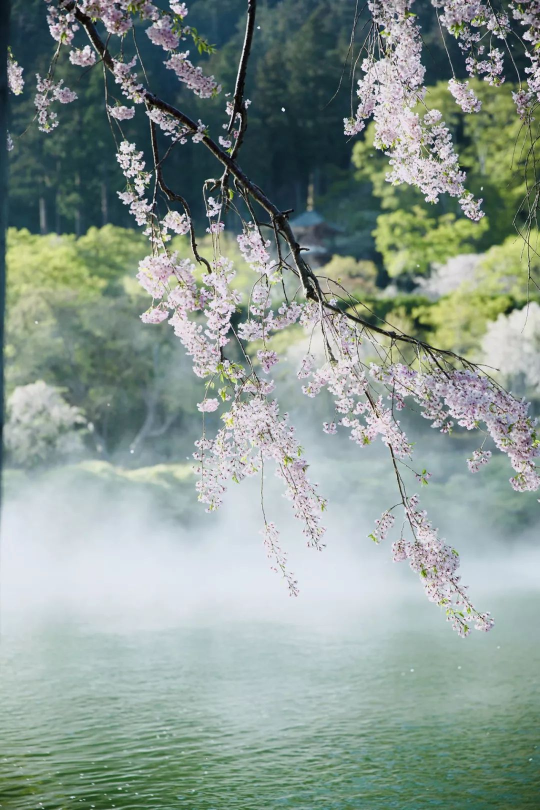 大阪|你错过了这座带仙气儿的寺庙,以及跳蚤市场和潮牌一条街…