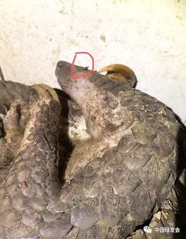 蜱虫黑虫,蜱虫天敌红蚂蚁