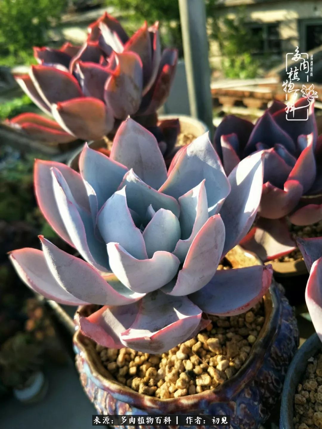 从开始养多肉就对多肉疯狂热爱,多肉美肉控养方法