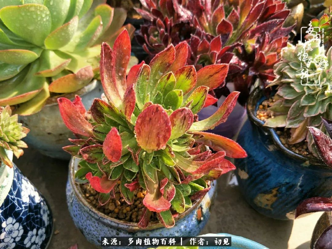 从开始养多肉就对多肉疯狂热爱,多肉美肉控养方法