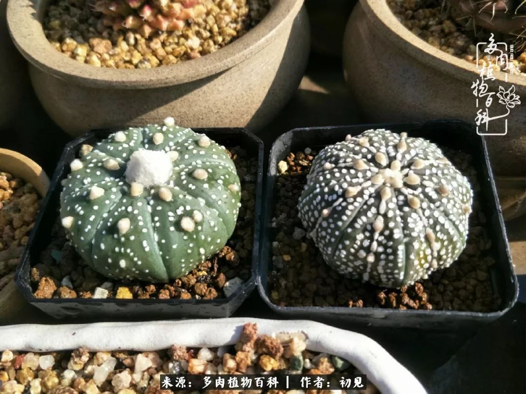 从开始养多肉就对多肉疯狂热爱,多肉美肉控养方法