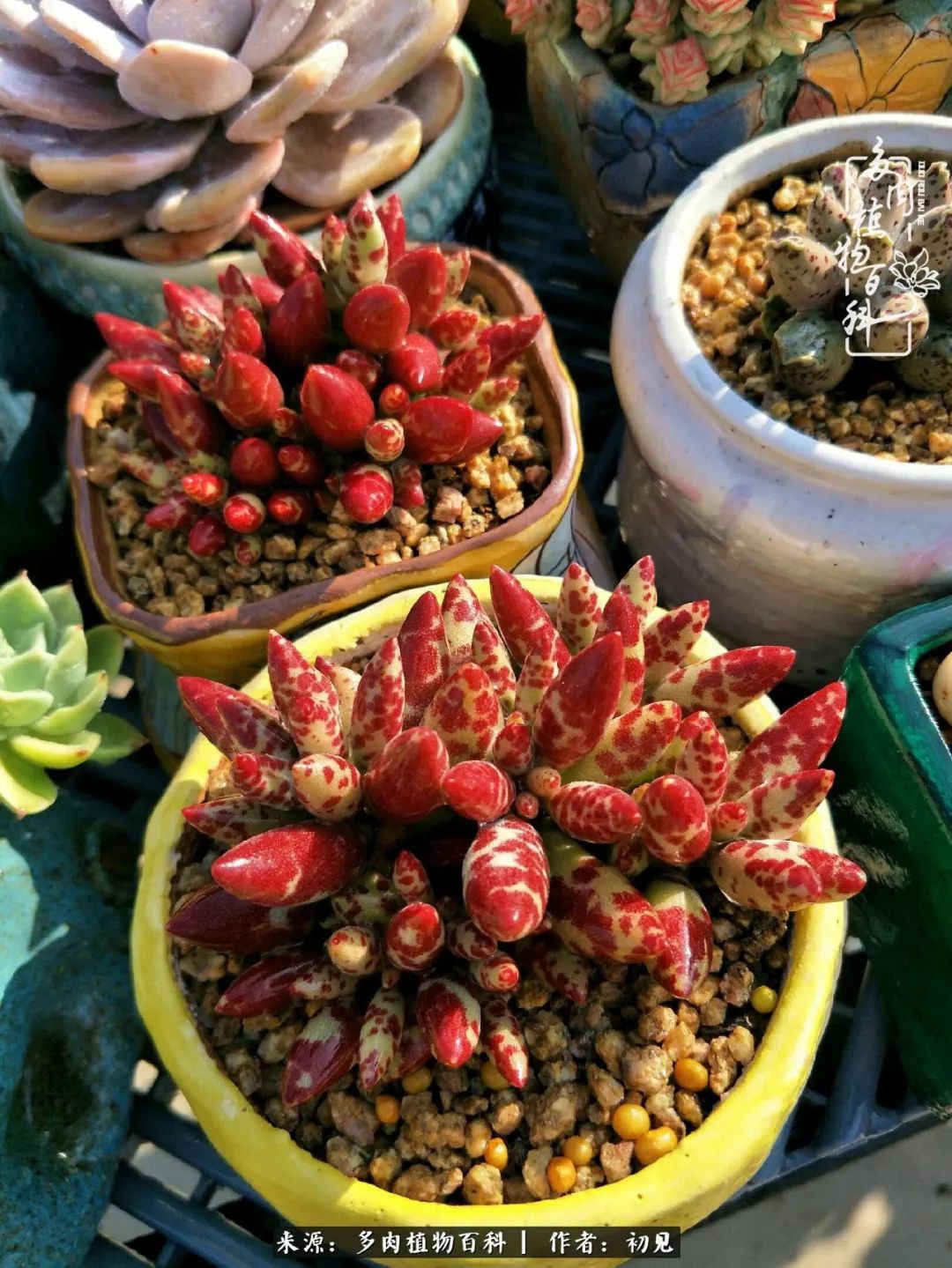 从开始养多肉就对多肉疯狂热爱,多肉美肉控养方法