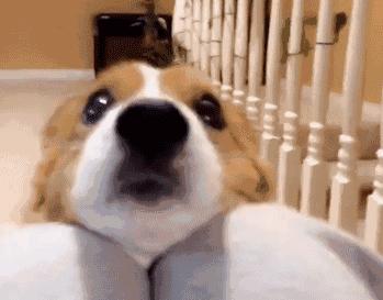 电子犬牌,电子犬证怎么办理