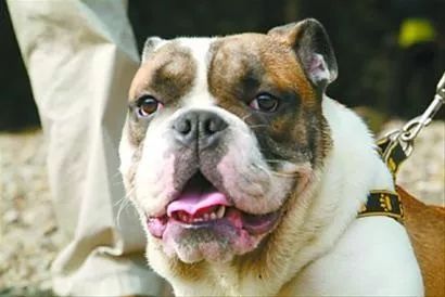 养狗交50万押金违法吗,养狗每年要交钱吗