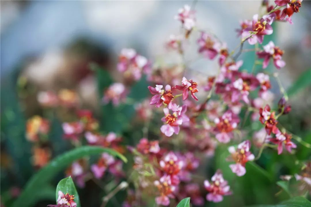 上海最高楼云端上的风景,在上海最高的楼俯瞰风景