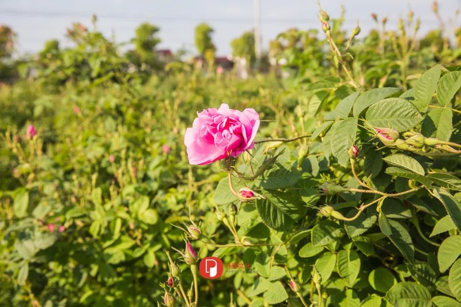 五月芬芳之旅，与你相约海安大马士革*瑰园玫**