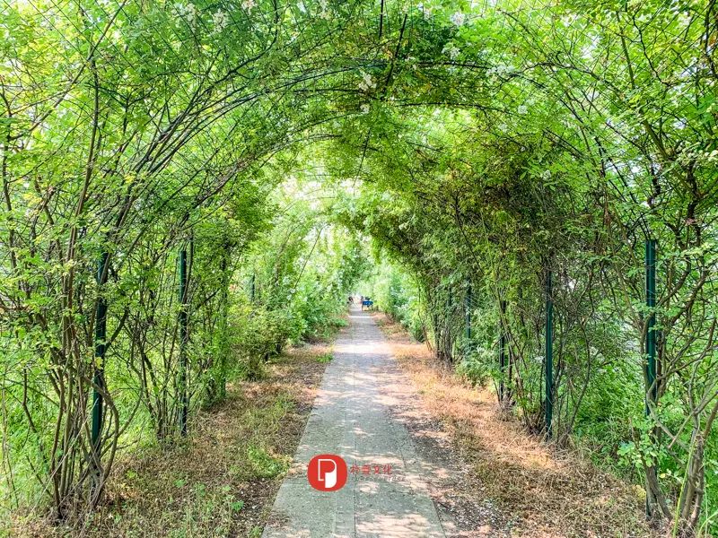 五月芬芳之旅，与你相约海安大马士革*瑰园玫**