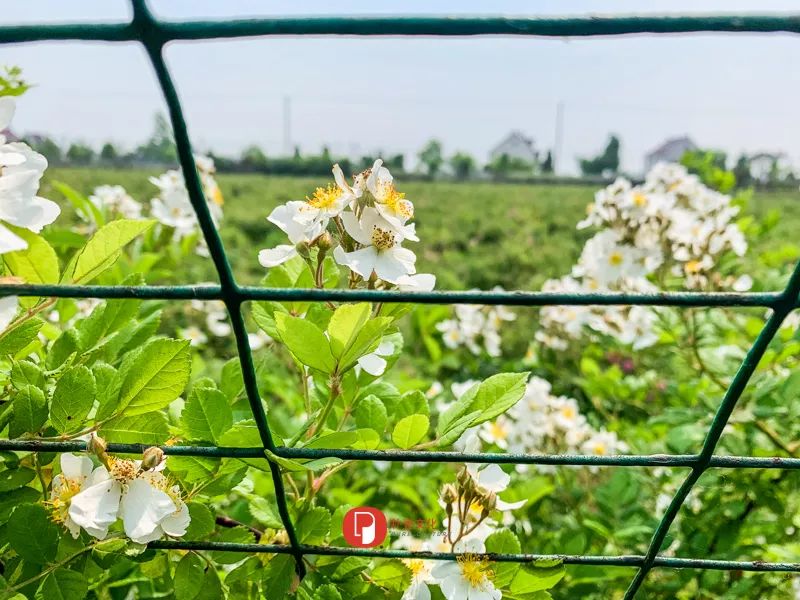 五月芬芳之旅，与你相约海安大马士革*瑰园玫**