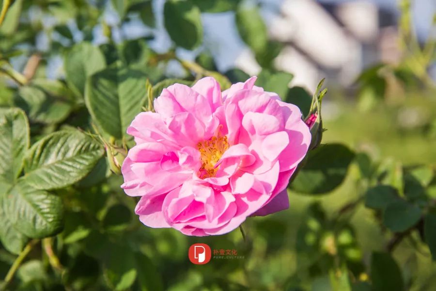 五月芬芳之旅，与你相约海安大马士革*瑰园玫**