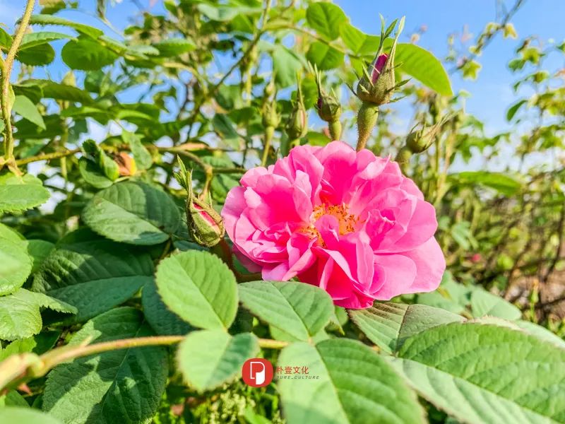 五月芬芳之旅，与你相约海安大马士革*瑰园玫**