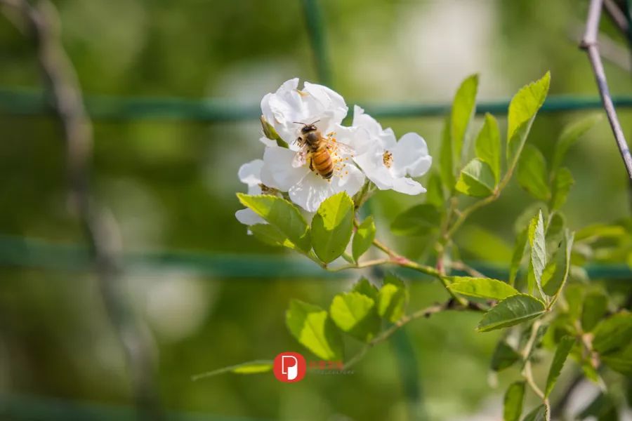 五月芬芳之旅，与你相约海安大马士革*瑰园玫**