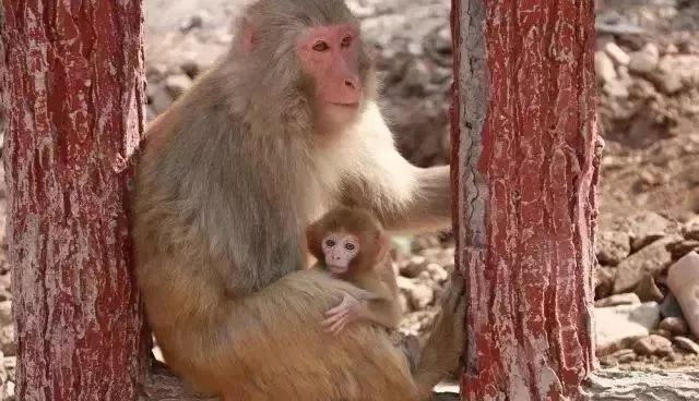 本周末，主播秋雨、大雄带你畅游王屋山、五龙口，只剩10个自驾名额，欲报从速！