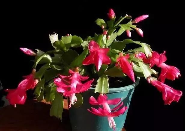 仙人掌养花知识,仙人掌养不死的诀窍