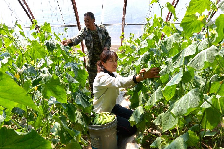 执“绿色”巨笔绘生态画卷——白山市建设中国绿色有机谷·长白山森林食药城素描