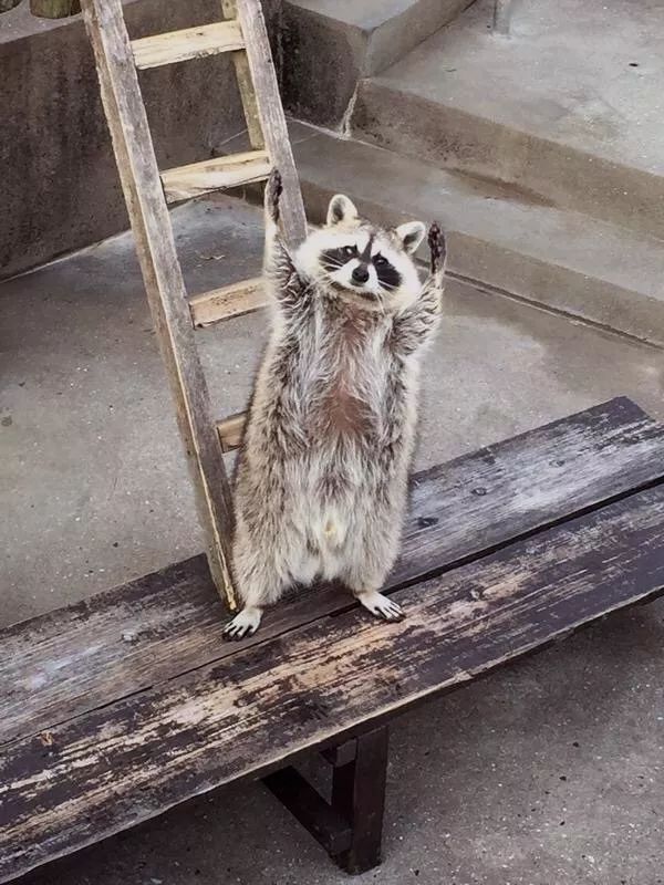 日本“手工鬼才”捏的小动物模型，比表情包还沙雕