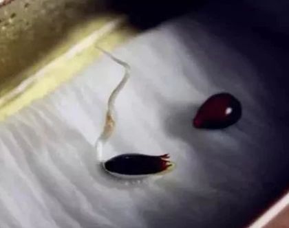 坏掉的苹果有什么用处,坏掉的苹果