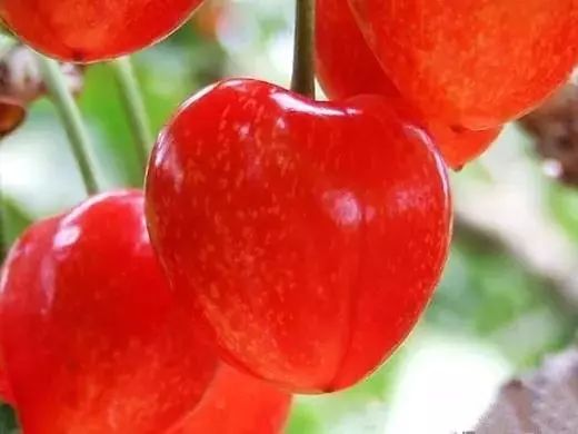 拿好这篇西安采摘樱桃指南,西安白鹿原樱桃采摘