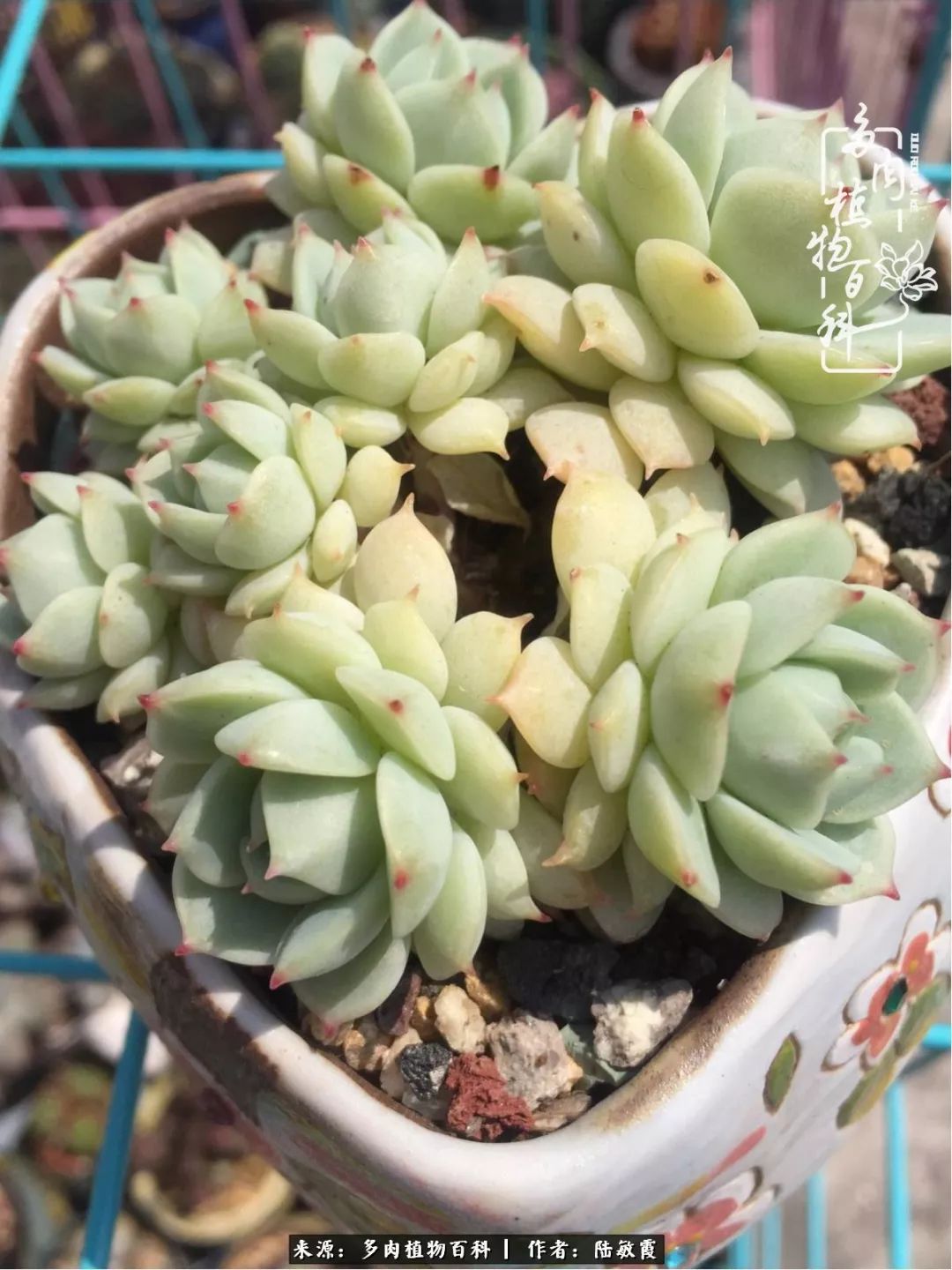 往后余生与花草相伴,往后余生与健康相伴