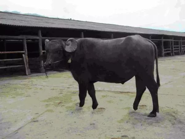 牛品种最好是哪个品种,适合生产雪花牛肉的中国牛品种
