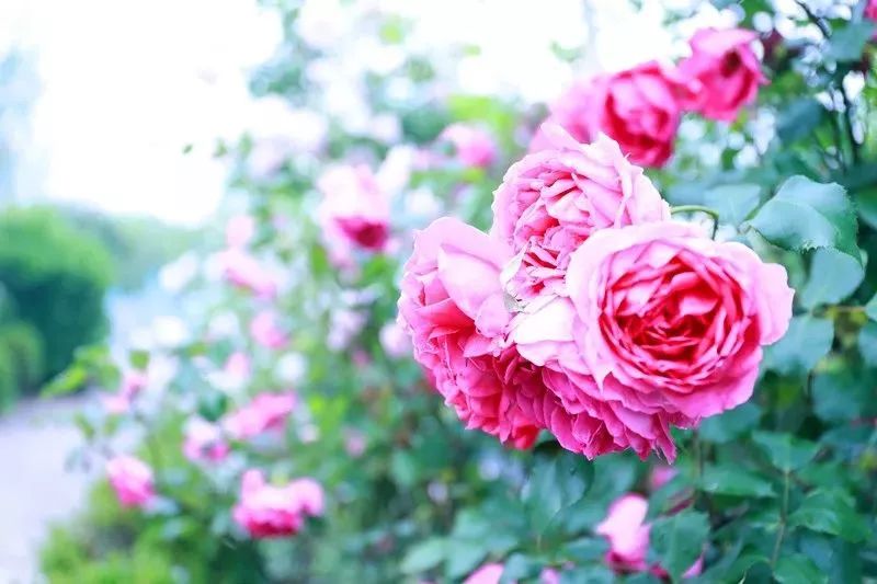 薰衣草花海活动,崇明岛薰衣草节门票价格