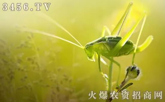 杀青虫什么药最好,杀青虫最有效的方法