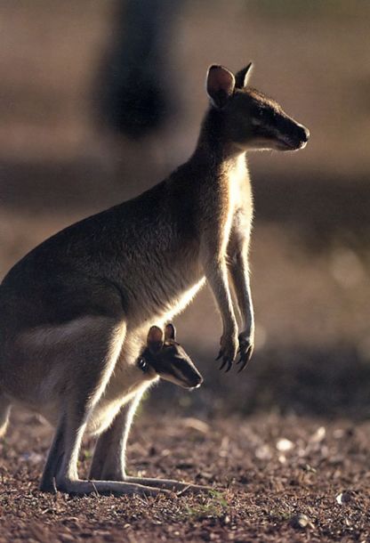 考拉要睡,考拉要努力