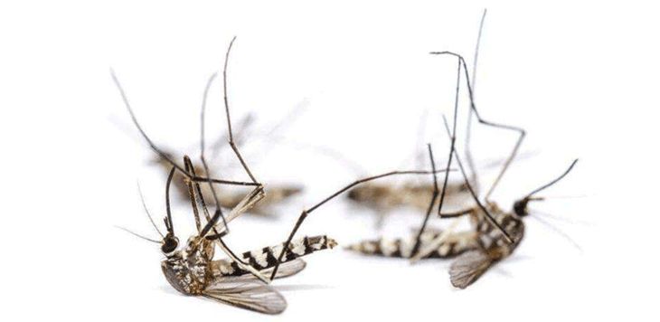 屋里放一点东西可以驱蚊子,家里放什么蚊子跑光光