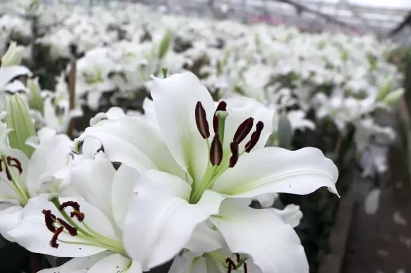 江油入围天府旅游名县,2021县域旅游百强潜力江油