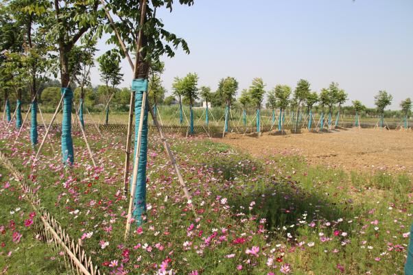 奏响长效管理水平再上新台阶集结号——横林镇召开2019年一季度环境长效综合管理点评会