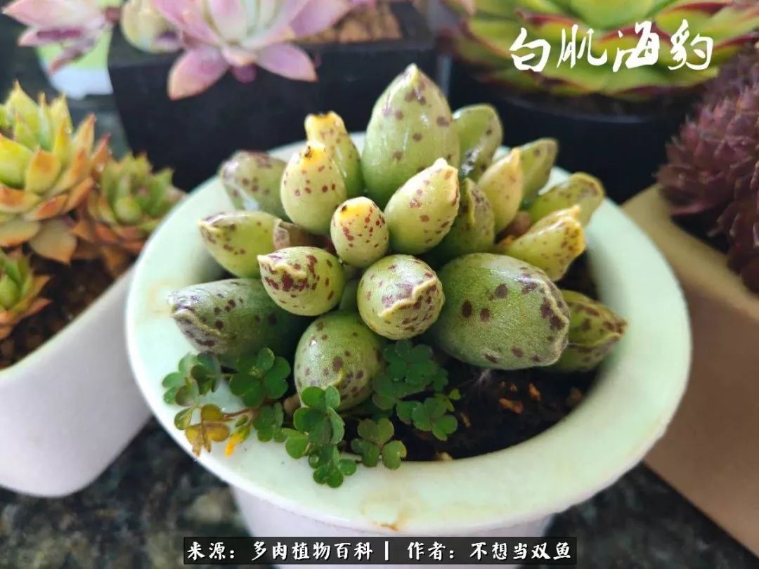 这是个什么神仙草？我被*引勾**了！不能自己一个人进坑！