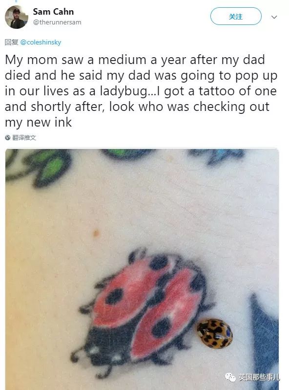 妈妈去世后化成黄蝴蝶,妈妈去世化作蝴蝶来看儿子