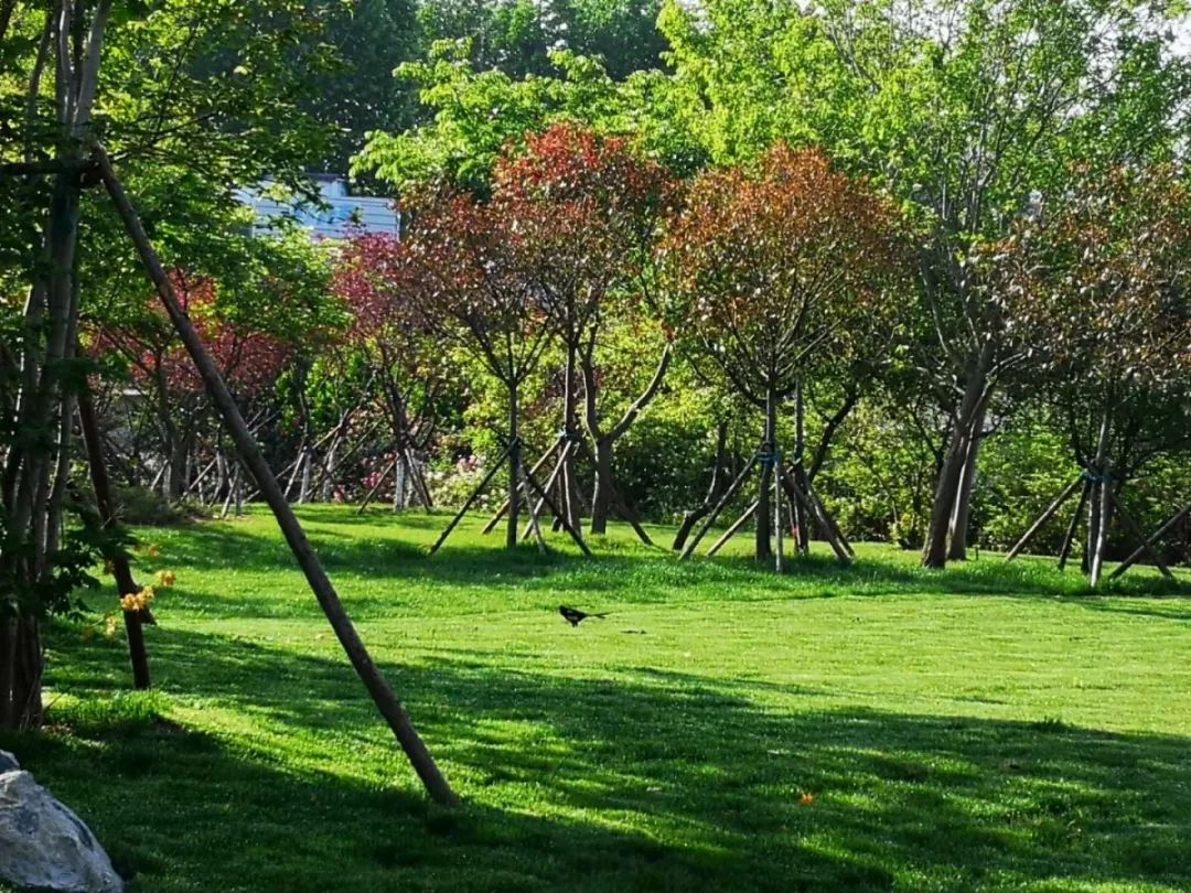 日照海曲公园开放时间,山东日照海边公园是否开放