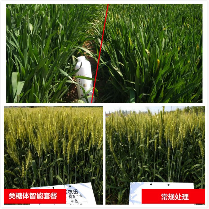 小麦亩增200斤有多难?液体缓释复合肥轻松打破增产极限