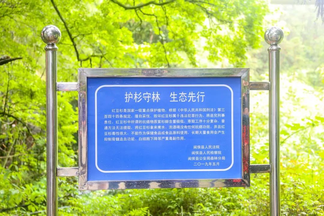 红豆杉树皮正确的吃法,红豆杉树皮的正确吃法