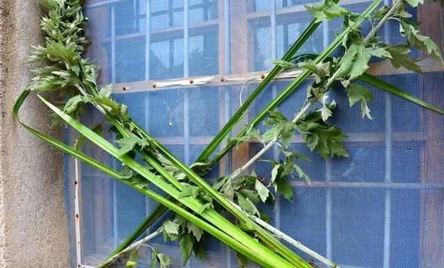 为什么端午节插艾,端午节门上插艾的寓意是什么