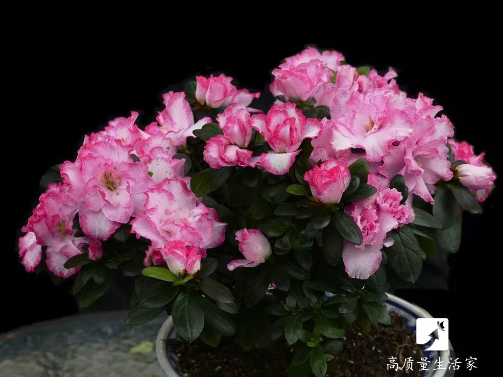 吸甲醛最好的植物排行,甲醛克星植物排行榜