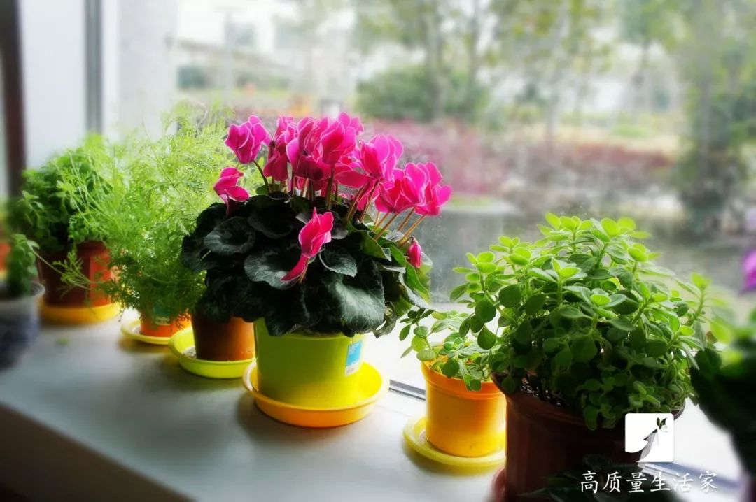 什么植物能吸收甲醛还能净化空气,吸甲醛最好的植物排行榜前十名