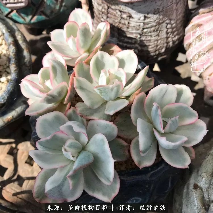 夏季比较耐晒的多肉,夏日的多肉