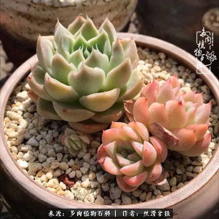 夏季比较耐晒的多肉,夏日的多肉