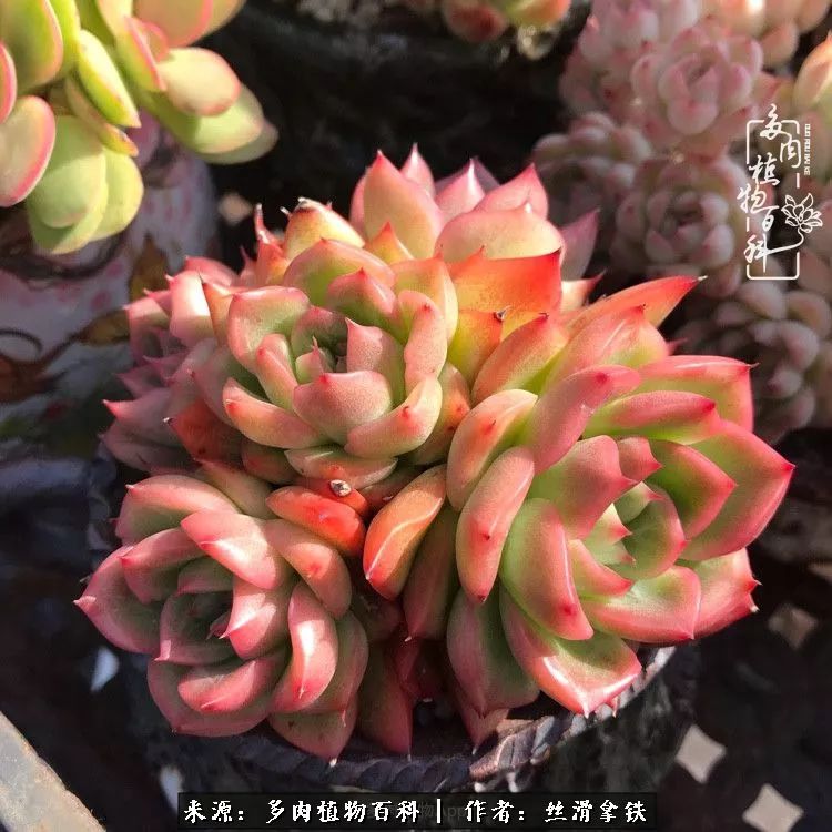 夏季比较耐晒的多肉,夏日的多肉