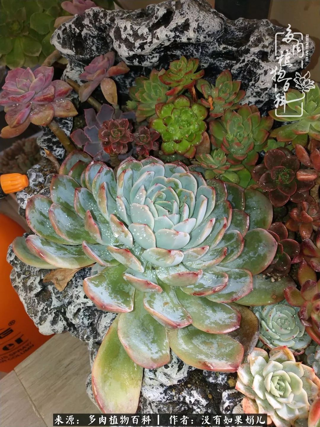 一个80后的养殖人,农村80后养肉人