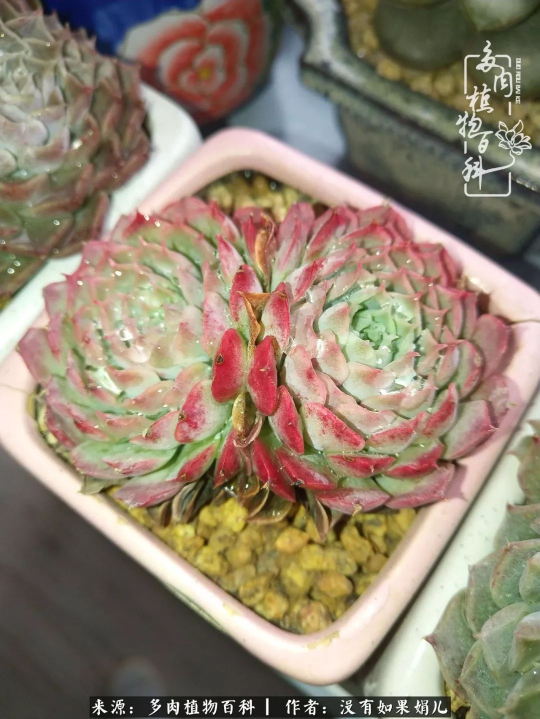 一个80后的养殖人,农村80后养肉人