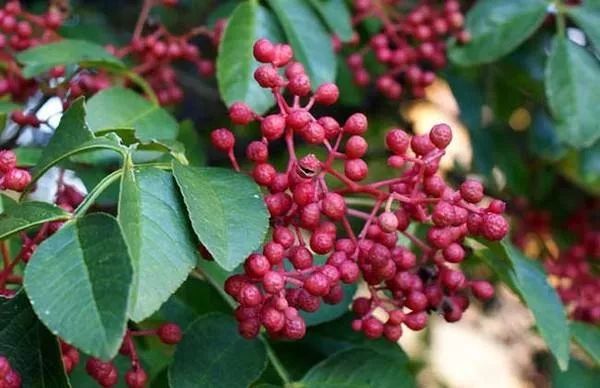 夏季最好的“除湿药”竟然是它！功效惊人！