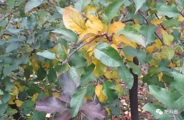 果树发生肥害怎么补救,果树施肥如何避免发生肥害病