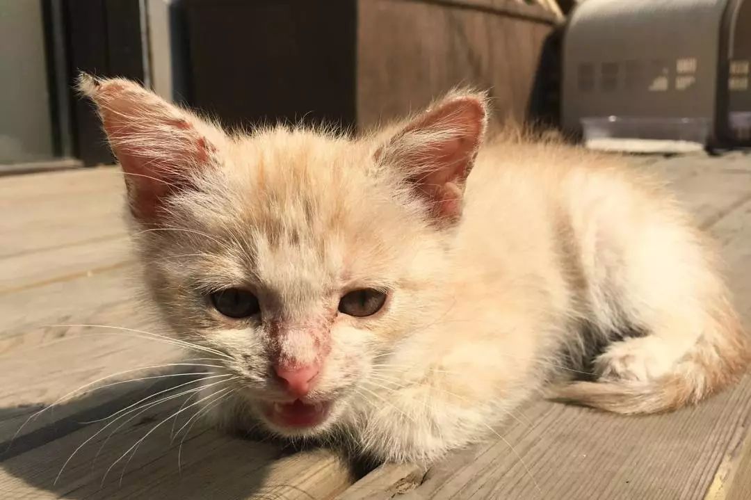 高萌来袭！真小奶猫小奶狗！|毛孩子的童年有多奶？