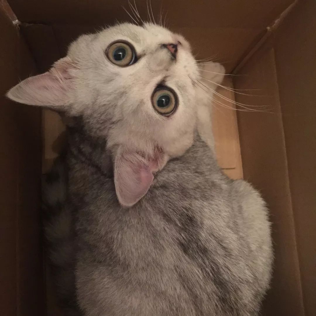 高萌来袭！真小奶猫小奶狗！|毛孩子的童年有多奶？