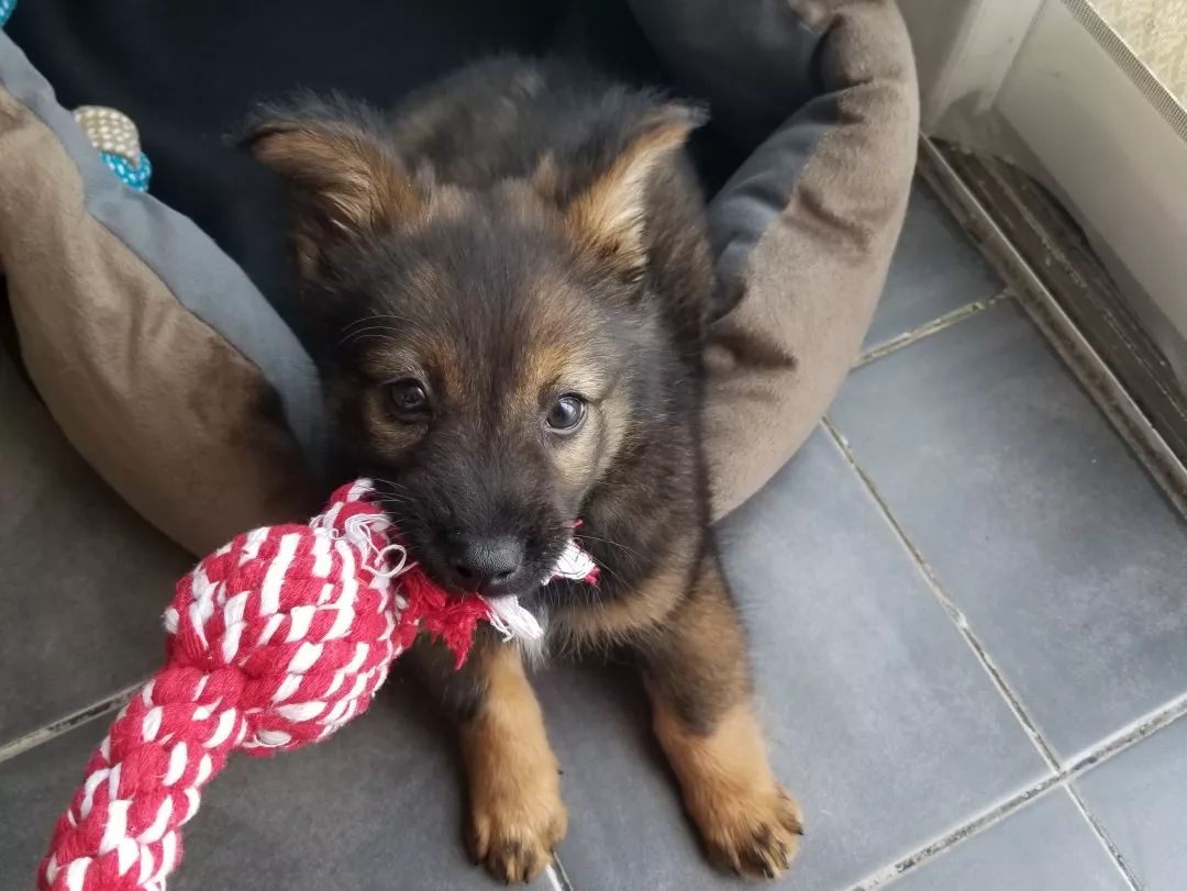 高萌来袭！真小奶猫小奶狗！|毛孩子的童年有多奶？